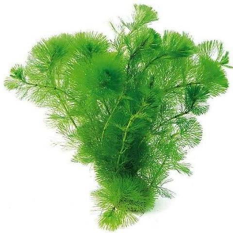 Кабомба Каролинская, с грузом 1 пучок