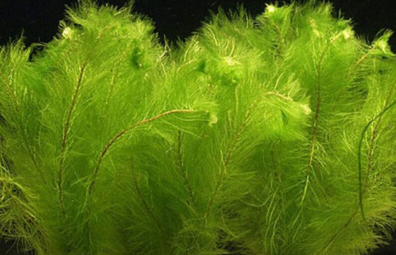 Перистолистник Скабратум 1ветка