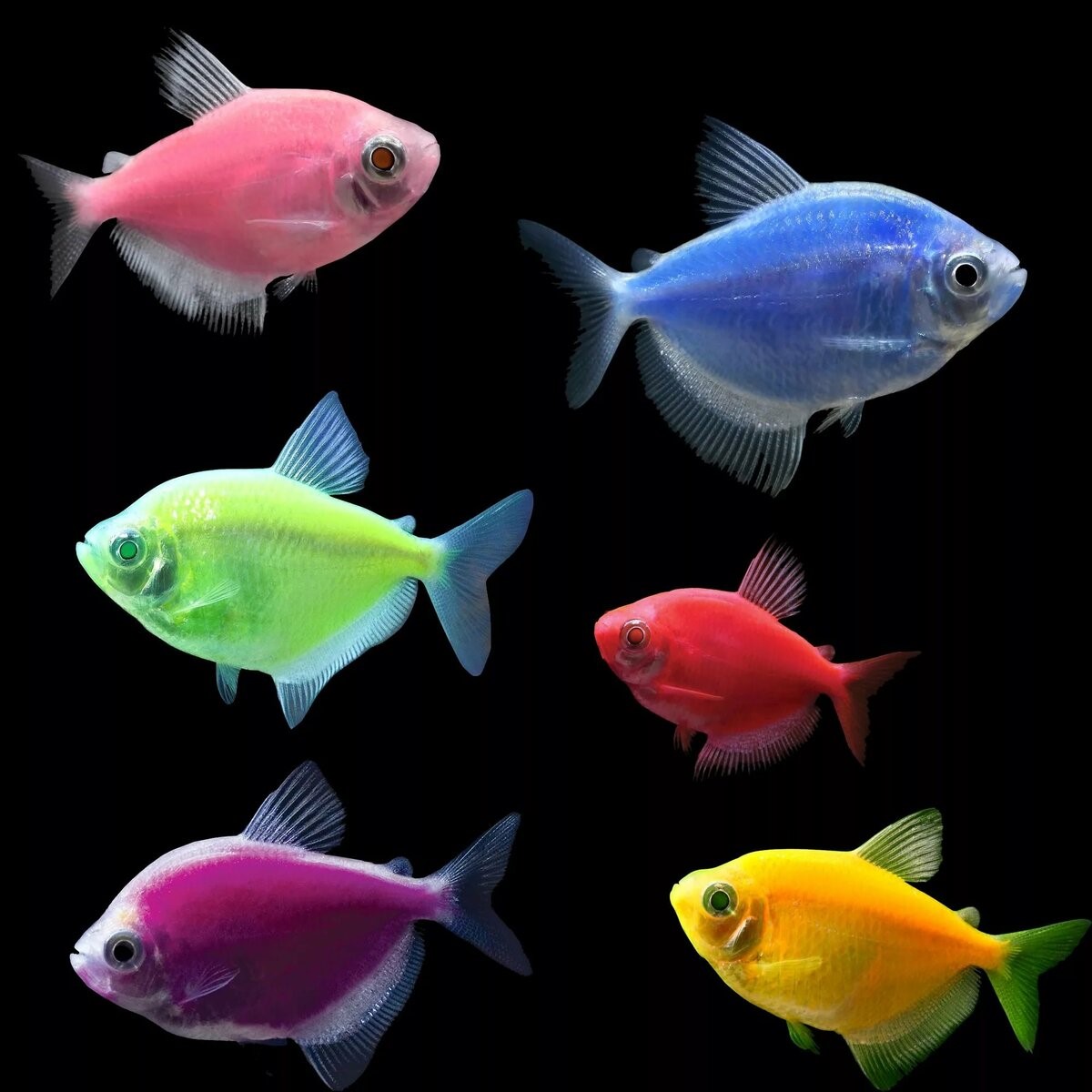 Тернеция (GloFish) Ассорти Светящаяся