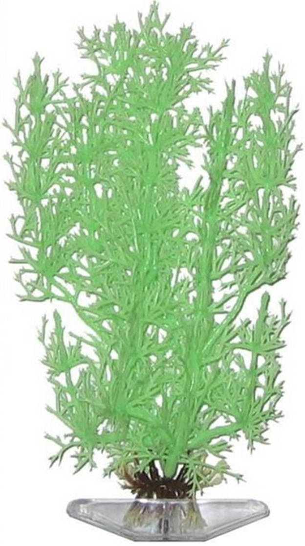 Растение STONEWORT-NITELLA зеленое светящееся 27см